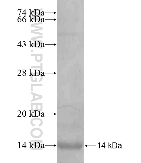 SCGB2A2 fusion protein Ag20237 SDS-PAGE SCGB2A2 fusion protein Ag20237 SDS-PAGE