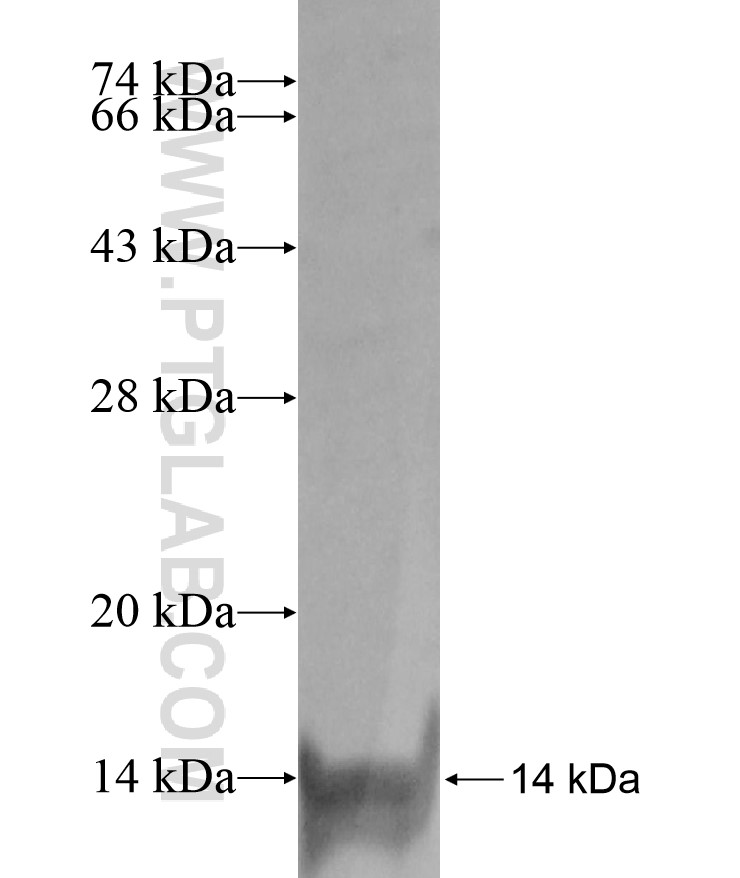 SCGBL fusion protein Ag17175 SDS-PAGE SCGBL fusion protein Ag17175 SDS-PAGE