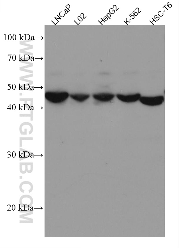 WB analysis using 67606-1-Ig