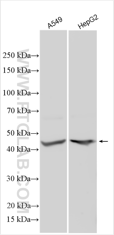 WB analysis using 30257-1-AP