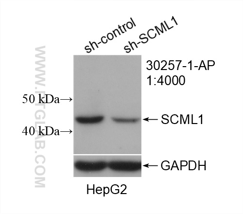 WB analysis of HepG2 using 30257-1-AP