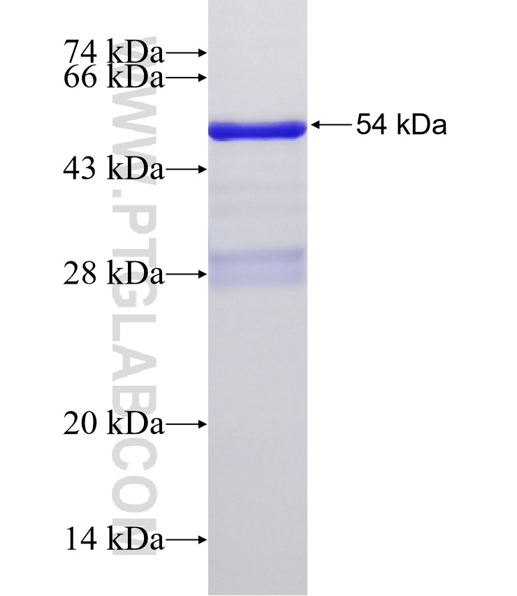 SCML1 fusion protein Ag33003 SDS-PAGE