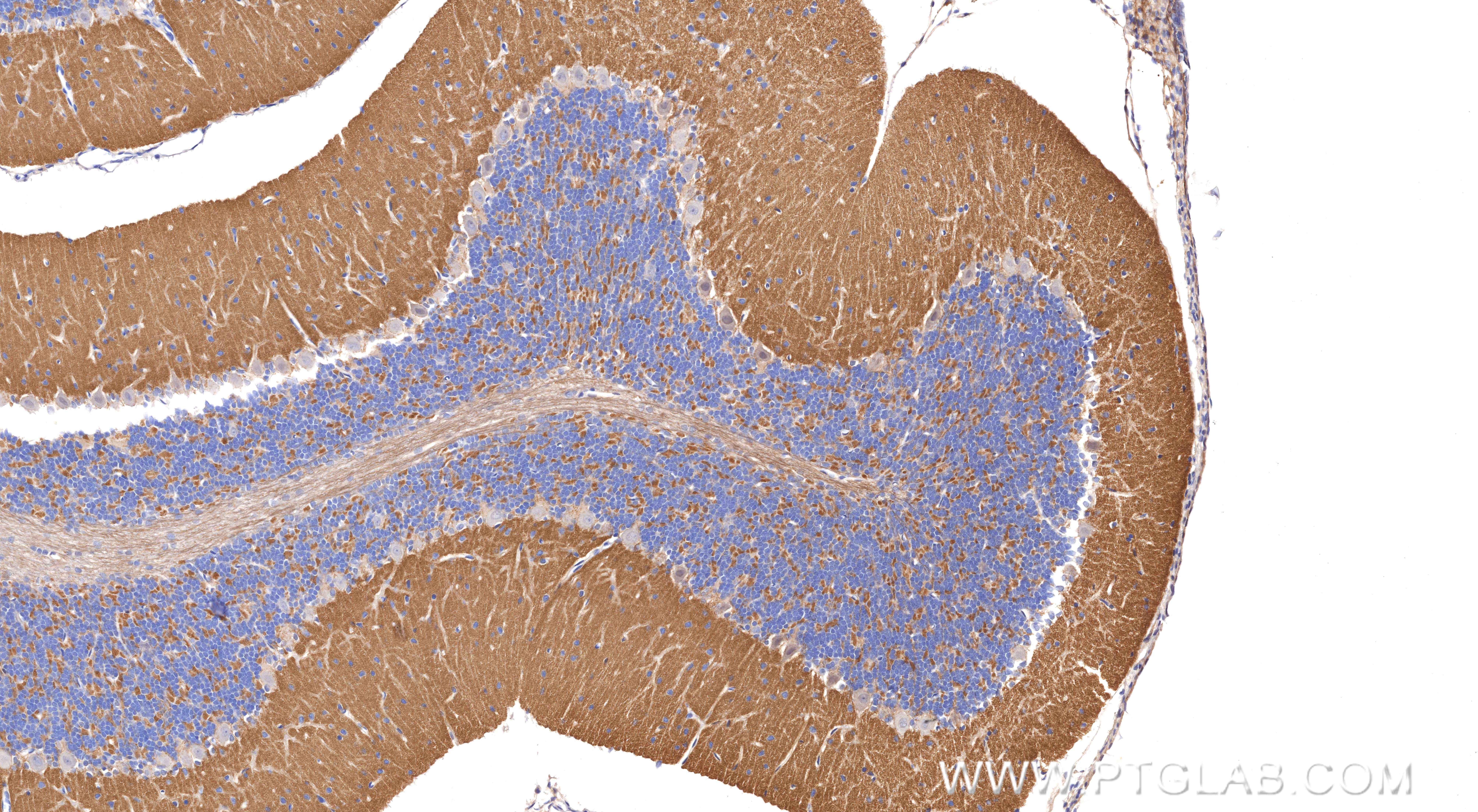 IHC staining of rat cerebellum using 85740-1-RR