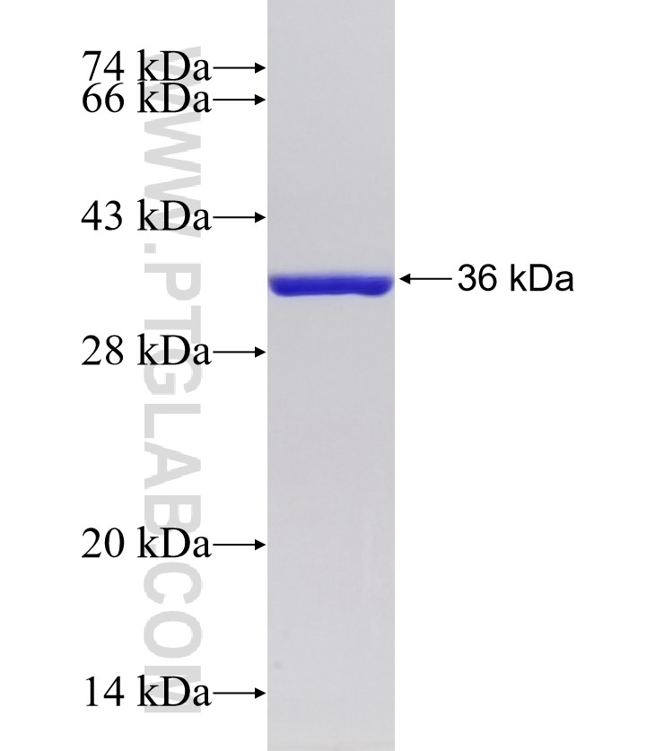 SCN1A fusion protein Ag25942 SDS-PAGE