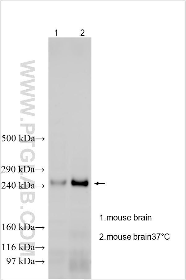 WB analysis using 27551-1-AP