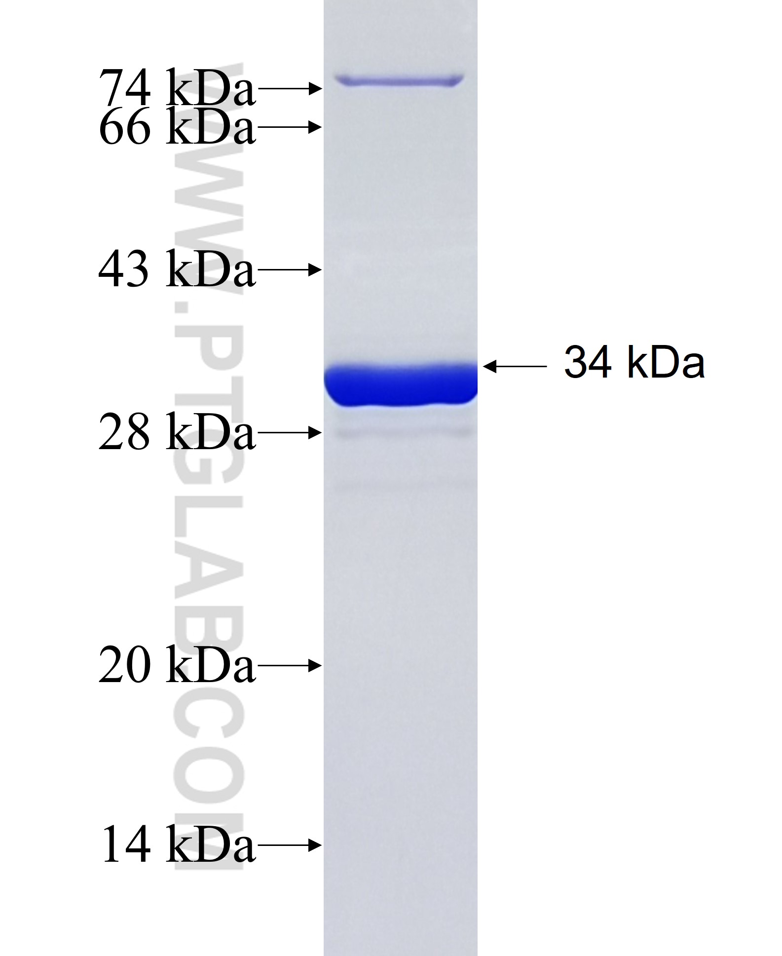 SCN3B fusion protein Ag23201 SDS-PAGE