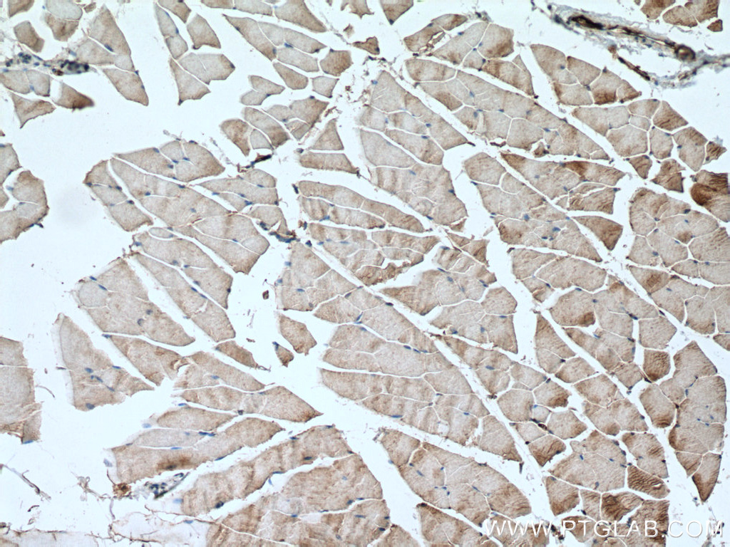 IHC staining of mouse skeletal muscle using 28315-1-AP