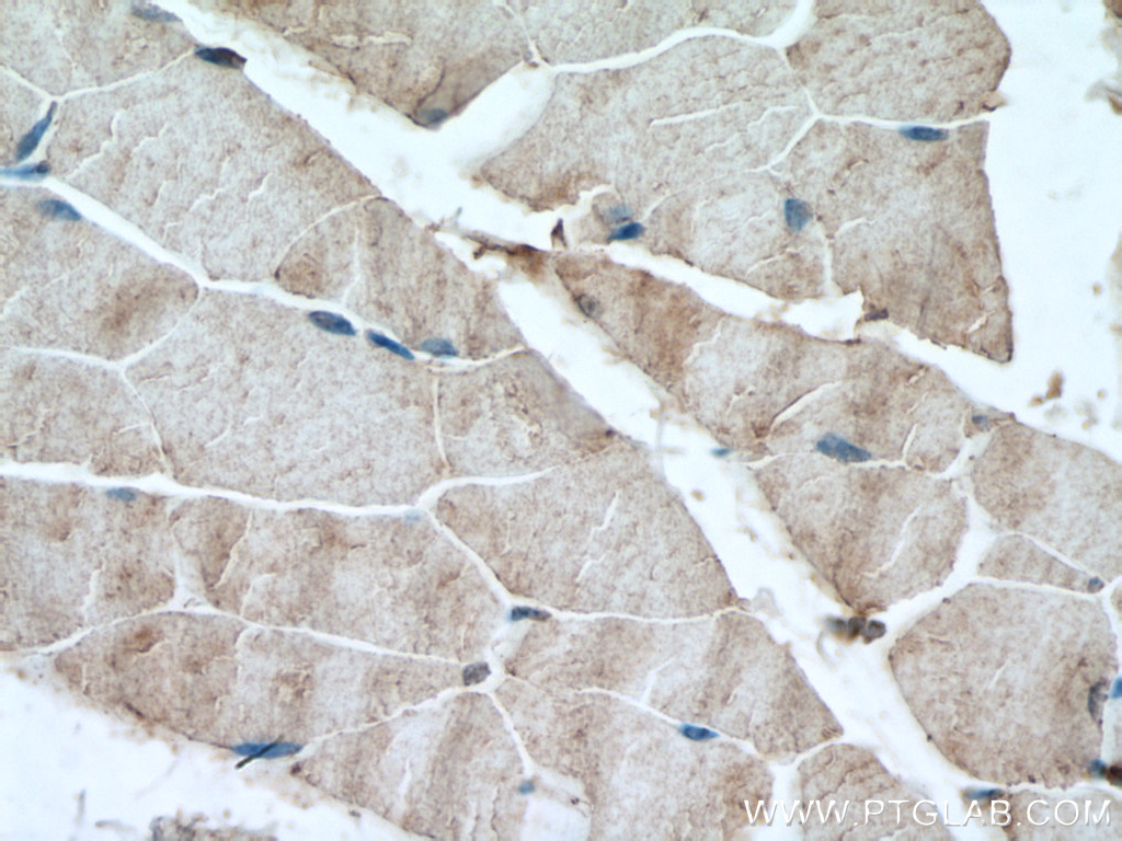IHC staining of mouse skeletal muscle using 28315-1-AP