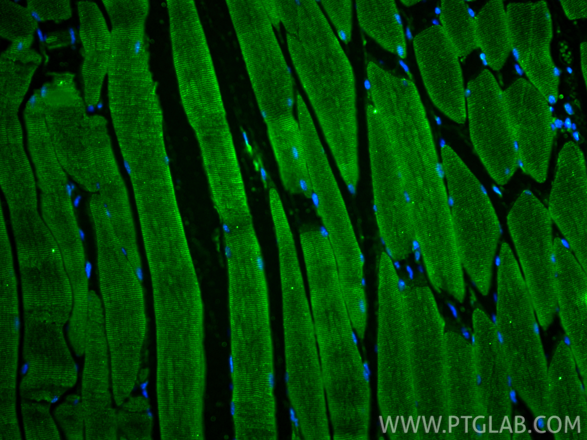 IF Staining of mouse skeletal muscle using 68273-1-Ig (same clone as 68273-1-PBS)