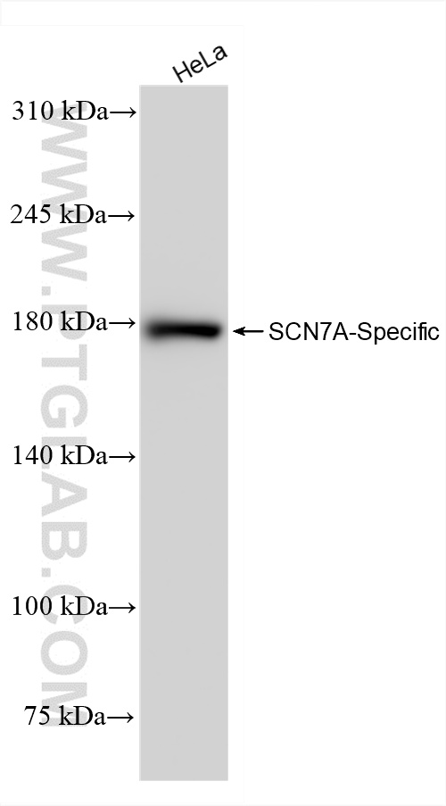 WB analysis of HeLa using 85797-1-RR