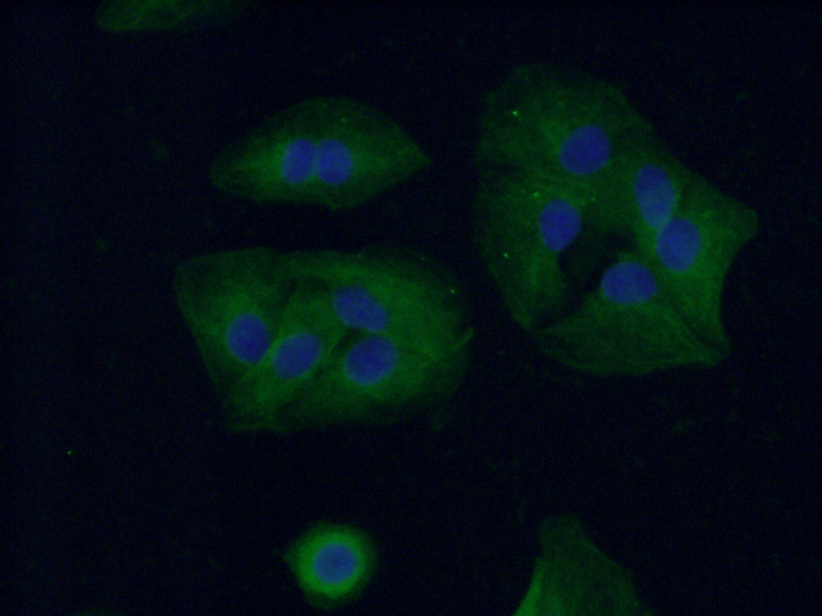 IF Staining of A549 using 10924-2-AP