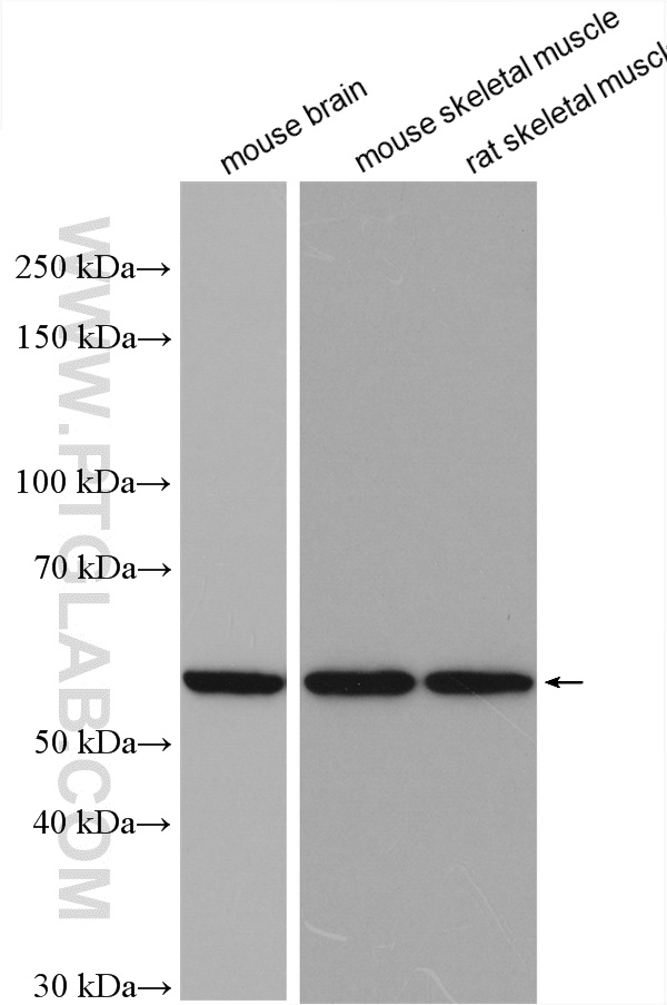 WB analysis using 12175-1-AP