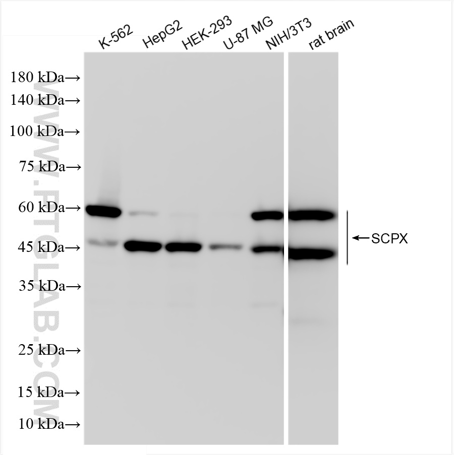 WB analysis using 86196-3-RR