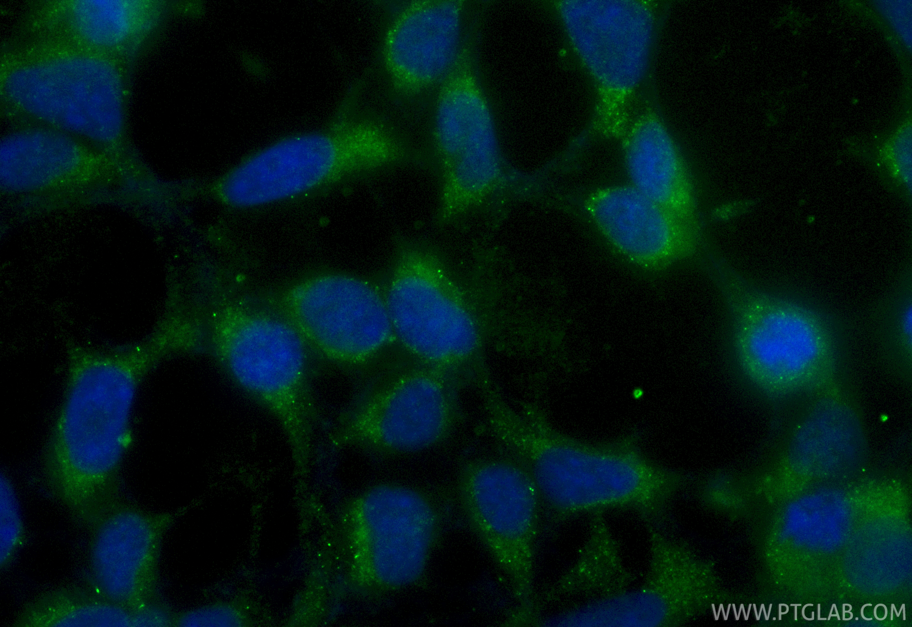 IF Staining of HEK-293 using CL488-86196-3