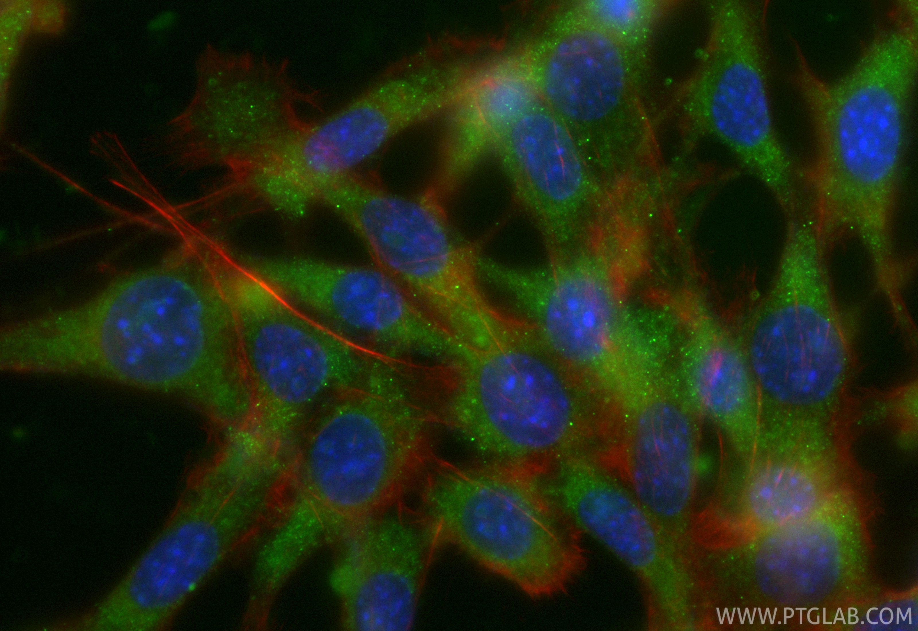 IF Staining of NIH/3T3 using CL488-86196-3