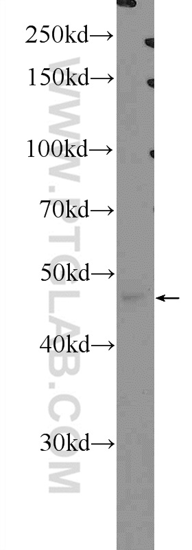 SCRN1