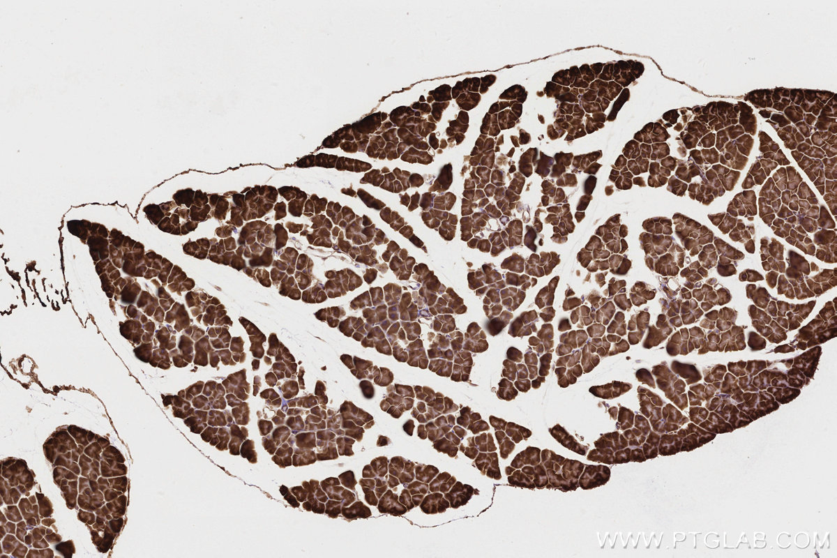 IHC staining of mouse pancreas using 84561-2-RR IHC staining of mouse pancreas using 84561-2-RR