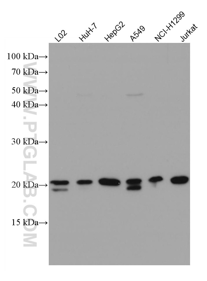 WB analysis using 67088-1-Ig