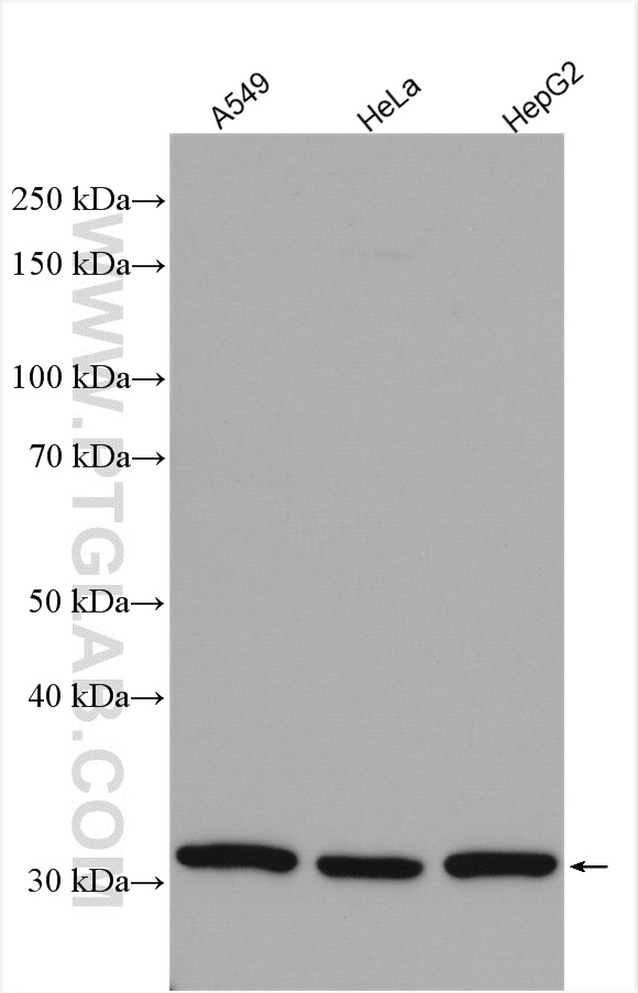 WB analysis using 22399-1-AP