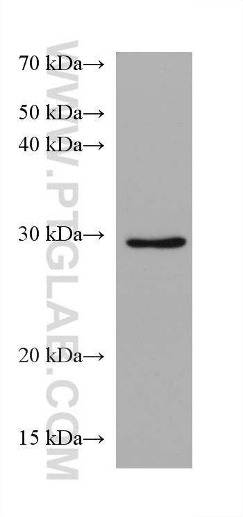 Syntenin-1