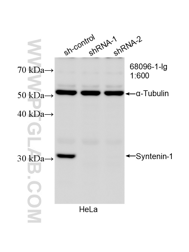 WB analysis of HeLa using 68096-1-Ig WB analysis of HeLa using 68096-1-Ig
