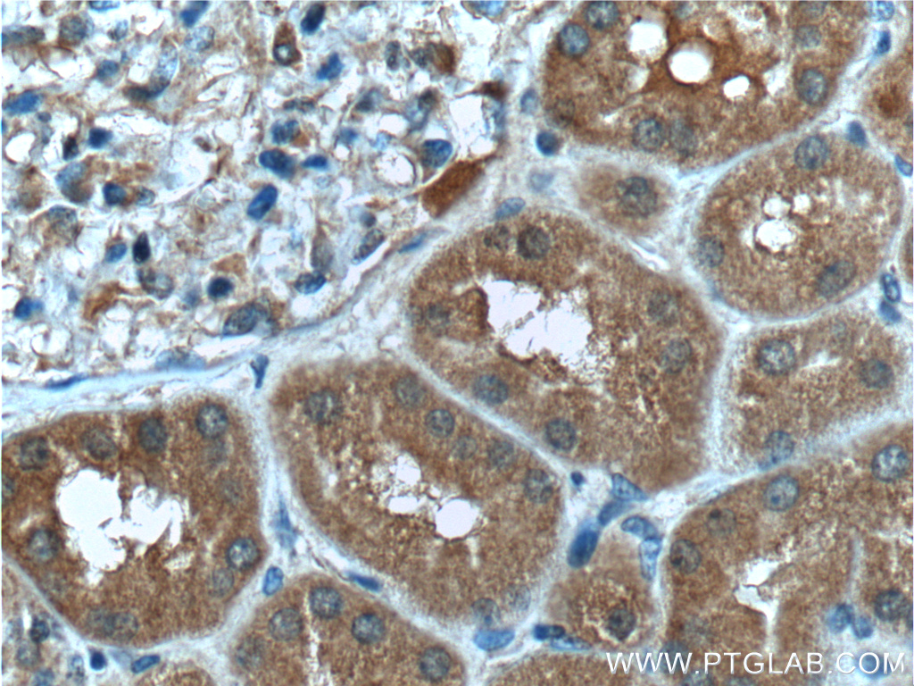 IHC staining of human kidney using 66284-1-Ig (same clone as 66284-1-PBS)