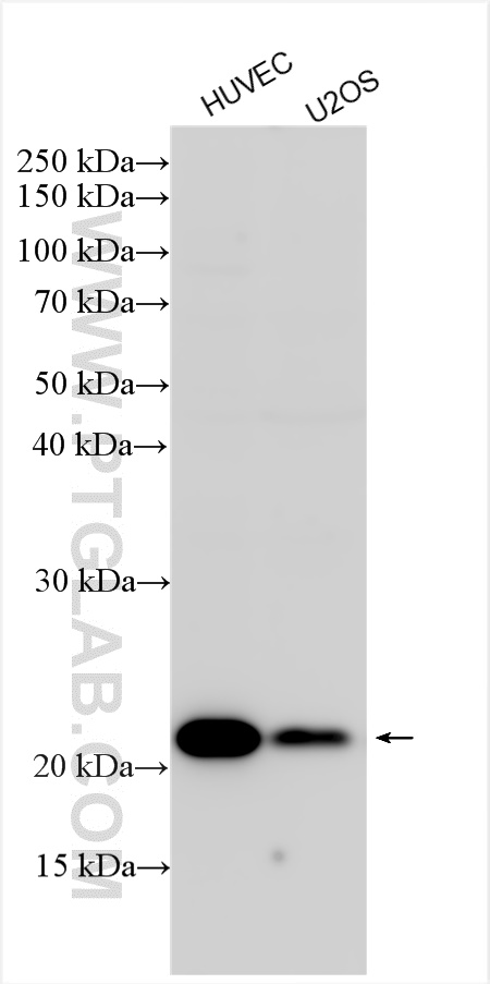 WB analysis using 14747-1-AP