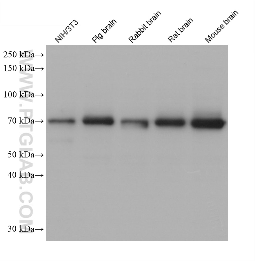 WB analysis using 66588-1-Ig