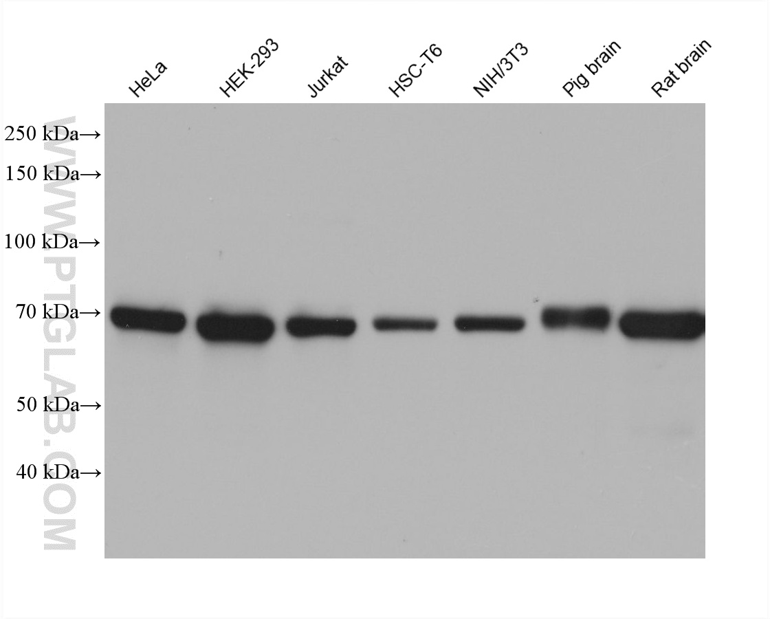 WB analysis using 66588-1-Ig