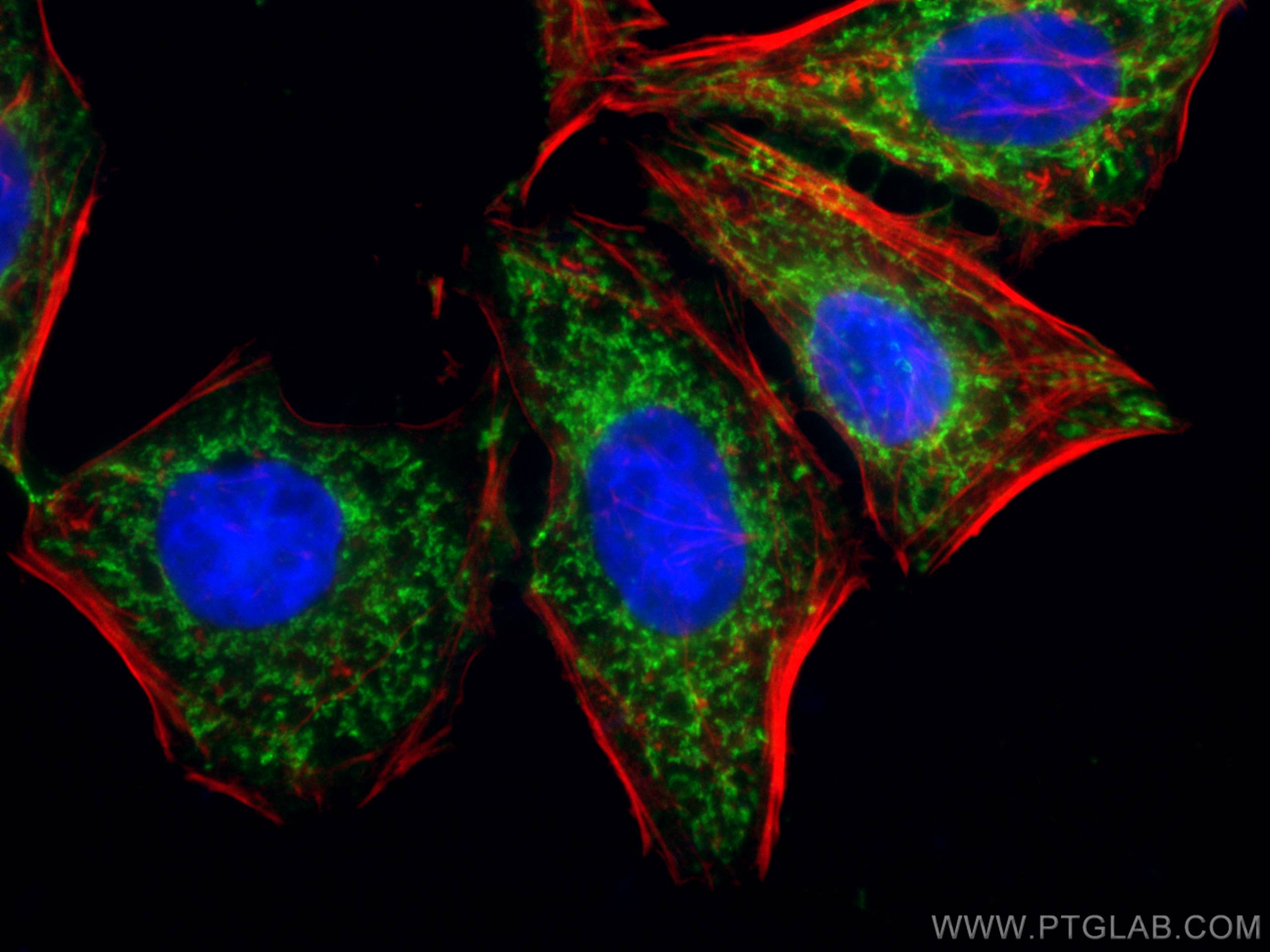 IF Staining of HepG2 using CL488-66588