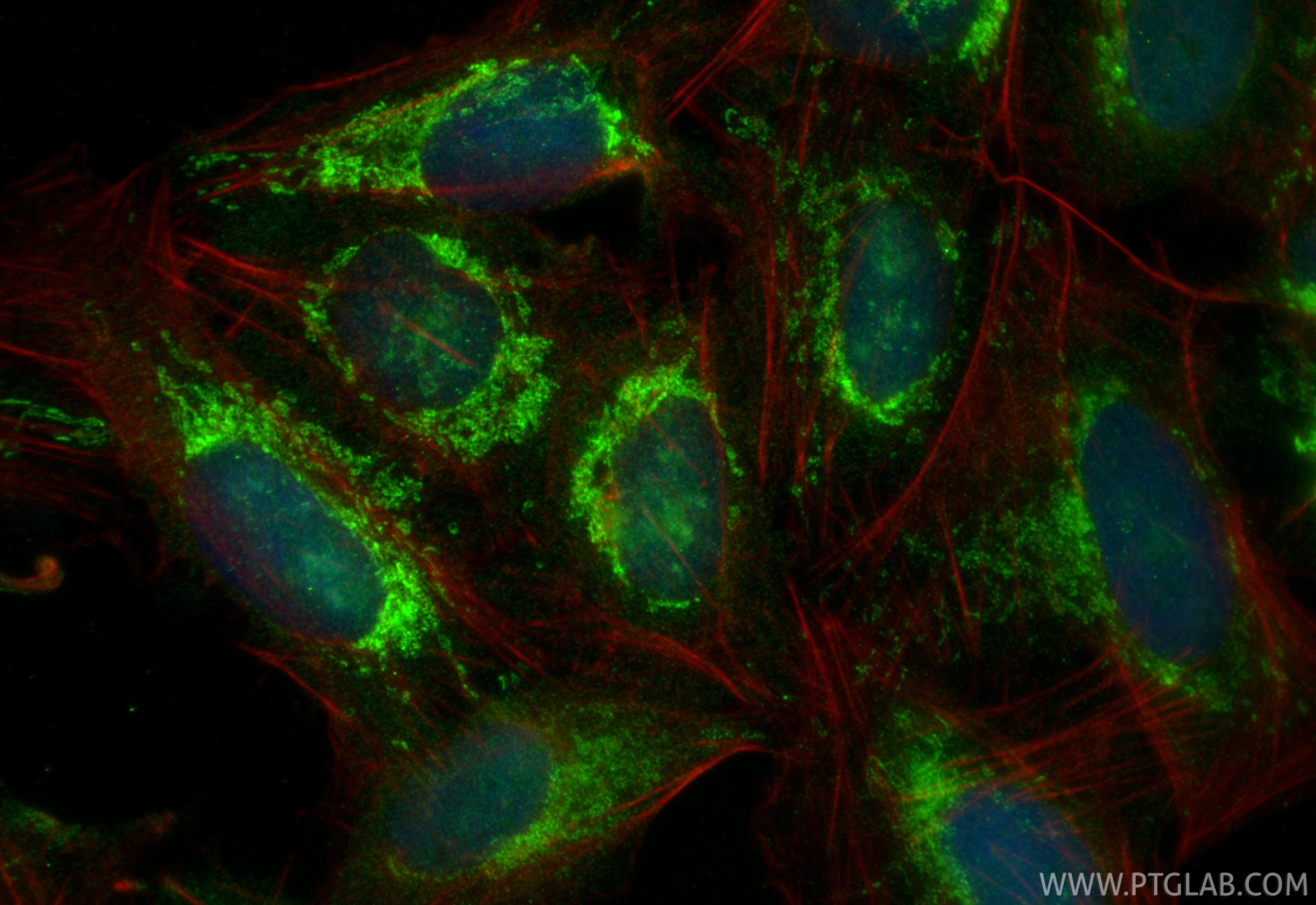 Immunofluorescent analysis of (4% PFA) fixed U2OS cells using C6orf57 antibody (30663-1-AP) at dilution of 1:400 and CoraLite®488-Conjugated Goat Anti-Rabbit IgG(H+L) (<a class='green' href='/productredirect?CatalogNo=SA00013-2' target='_blank'>SA00013-2</a>), CL594-Phalloidin (red). IF Staining of U2OS using 30663-1-AP