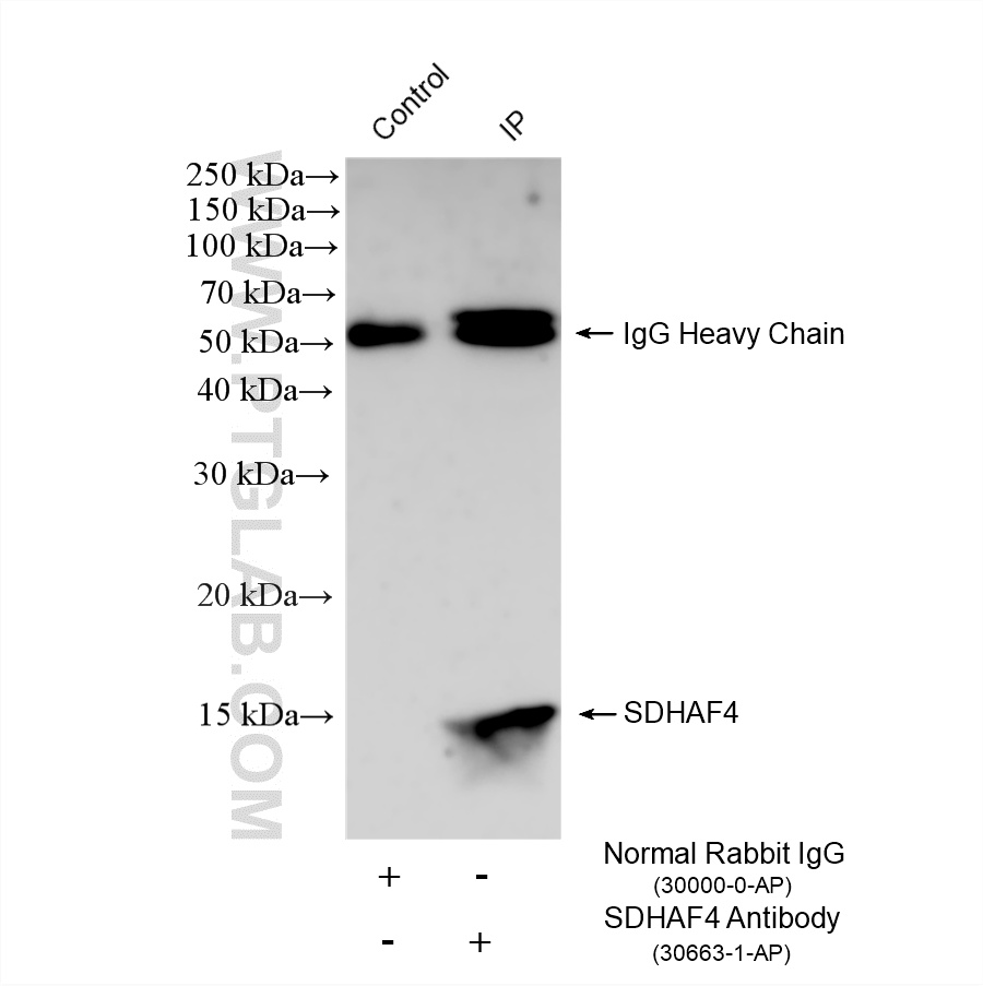 IP result of anti-SDHAF4 (IP:30663-1-AP, 4ug; Detection:30663-1-AP 1:1000) with THP-1 cells lysate 1800 ug. IP experiment of THP-1 using 30663-1-AP