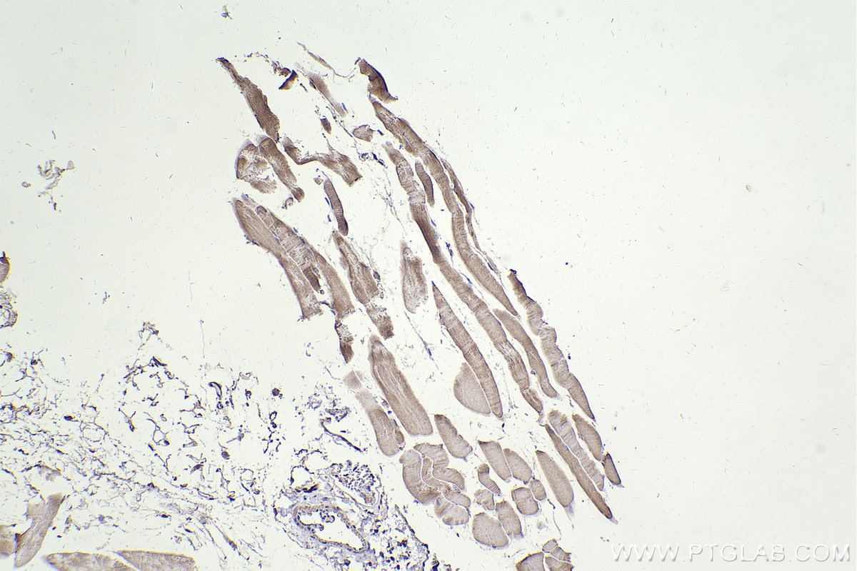IHC staining of mouse skeletal muscle using 67600-1-Ig
