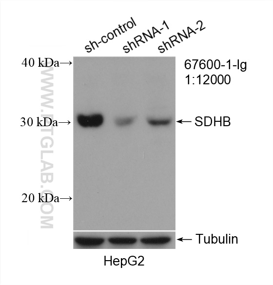 WB analysis of HepG2 using 67600-1-Ig