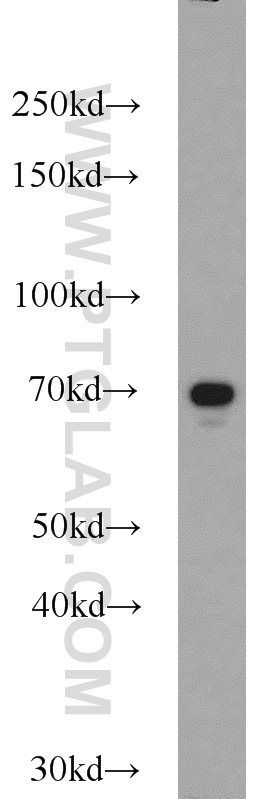 WB analysis of A549 using 12339-1-AP