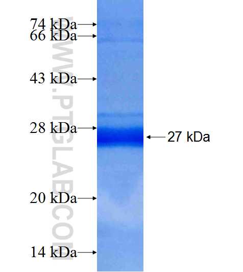 SDS fusion protein Ag9698 SDS-PAGE