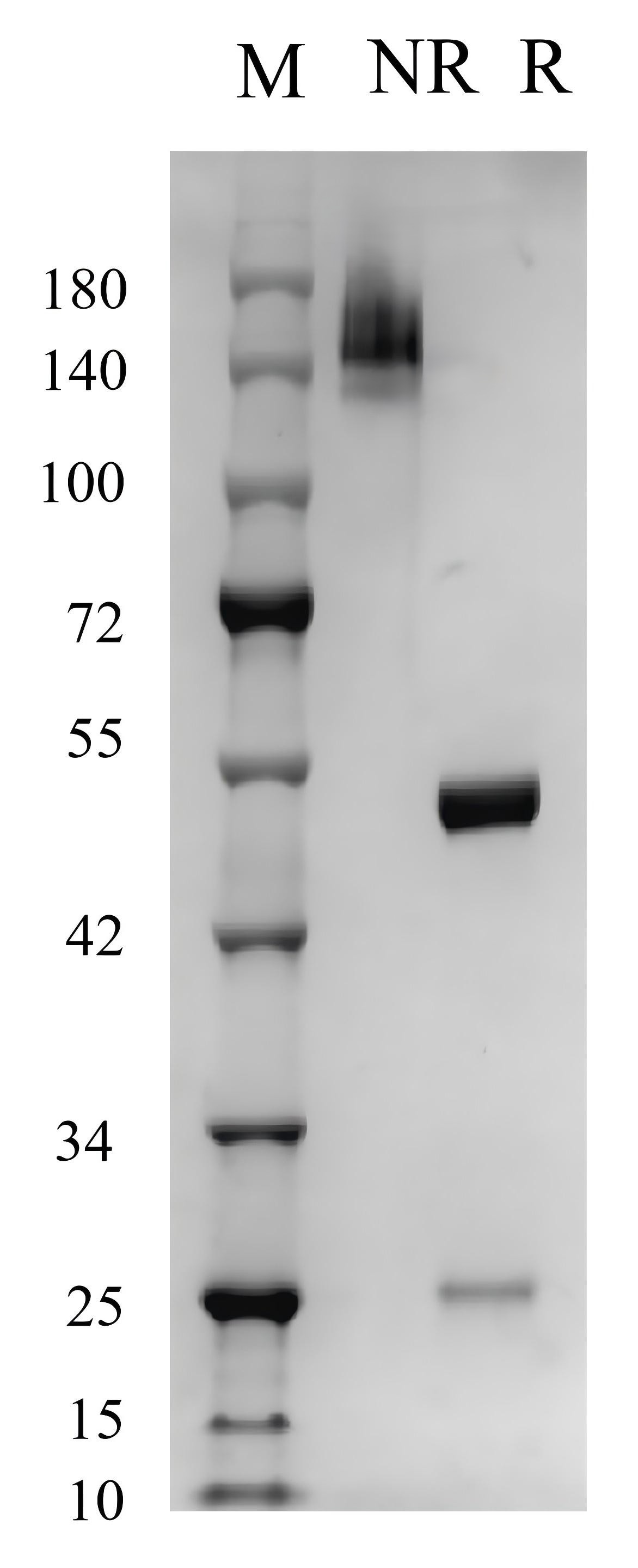SDS-PAGE of 84883-3-RR