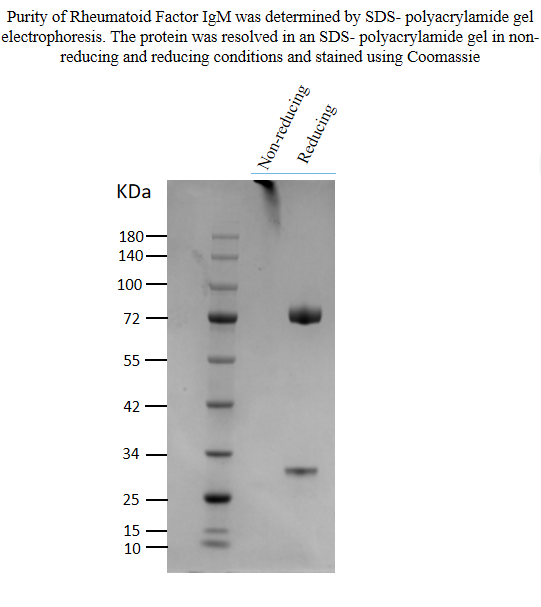 Affinity and Kinetic Characterization of 86829-2-HR Affinity and Kinetic Characterization of 86829-2-HR