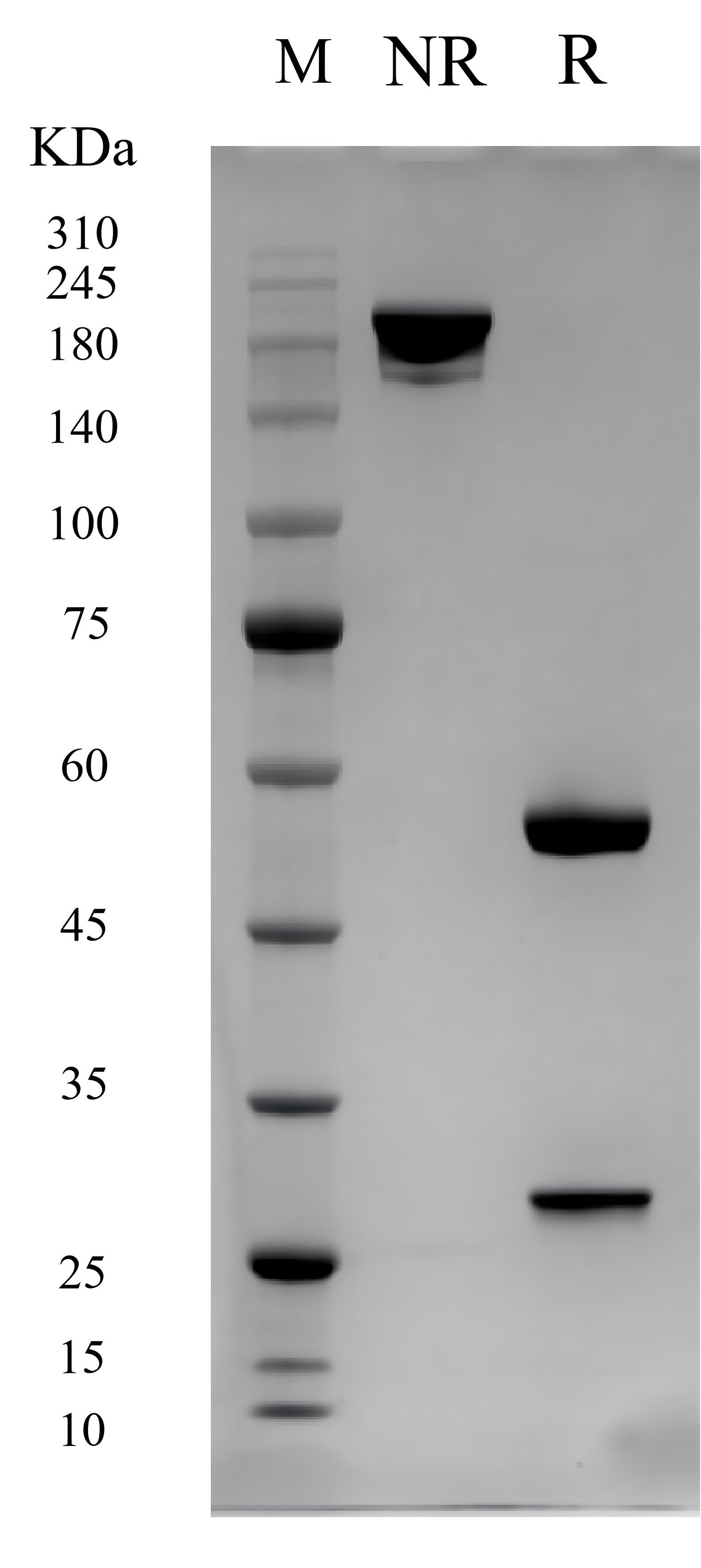 SDS-PAGE of 98319-2-PBS SDS-PAGE of 98319-2-PBS