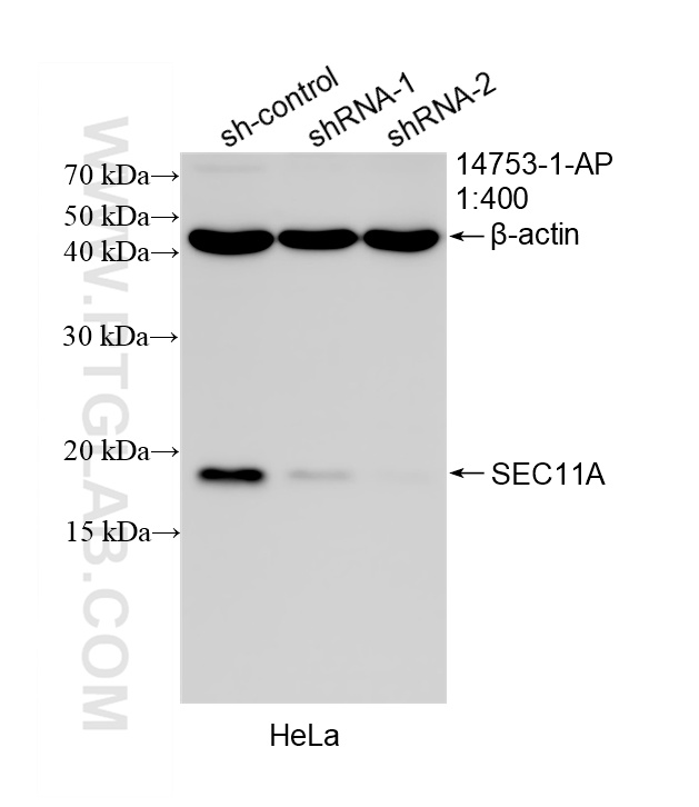 WB result of SEC11A antibody (14753-1-AP; 1:400; incubated at room temperature for 1.5 hours) with sh-Control and sh-SEC11A transfected HeLa cells. WB analysis of HeLa using 14753-1-AP