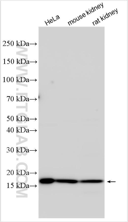WB analysis using 16901-1-AP