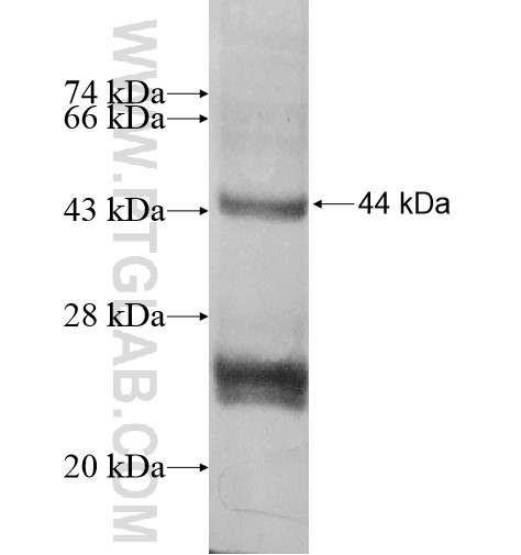 SEC11C fusion protein Ag10442 SDS-PAGE