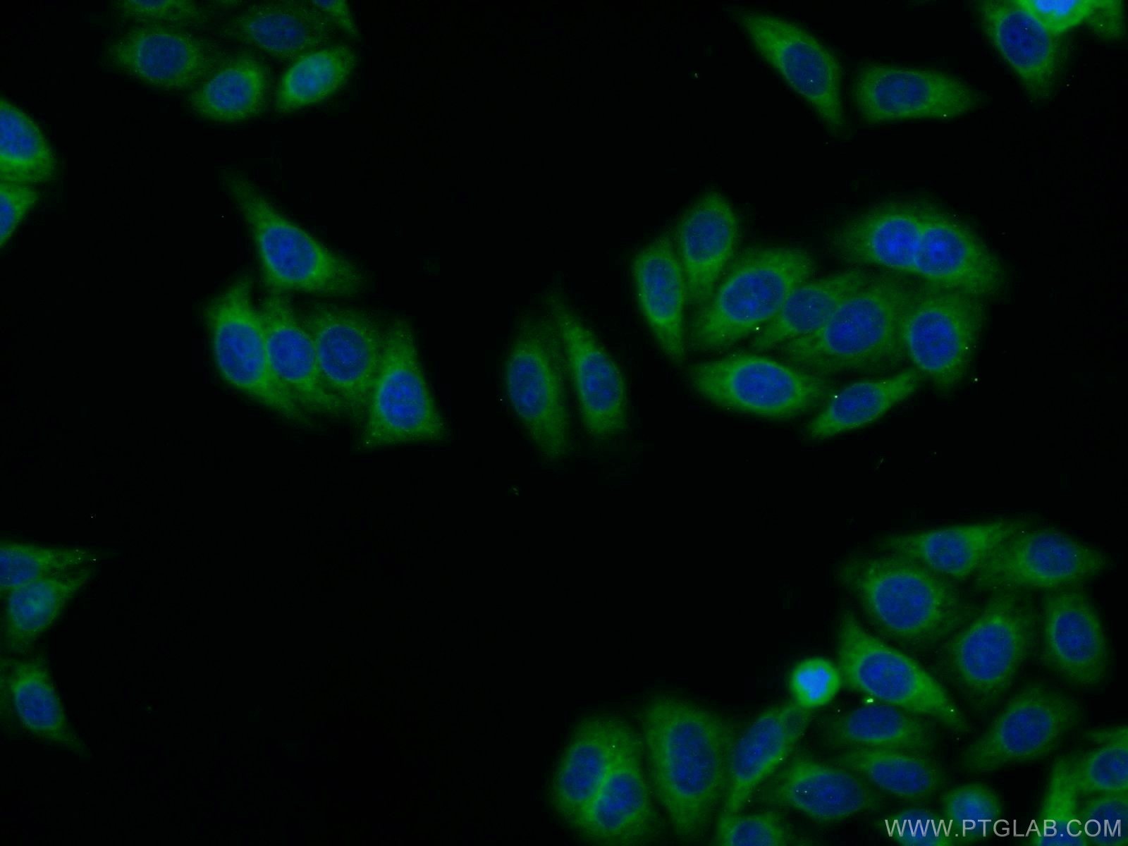 IF Staining of HepG2 using 15397-1-AP