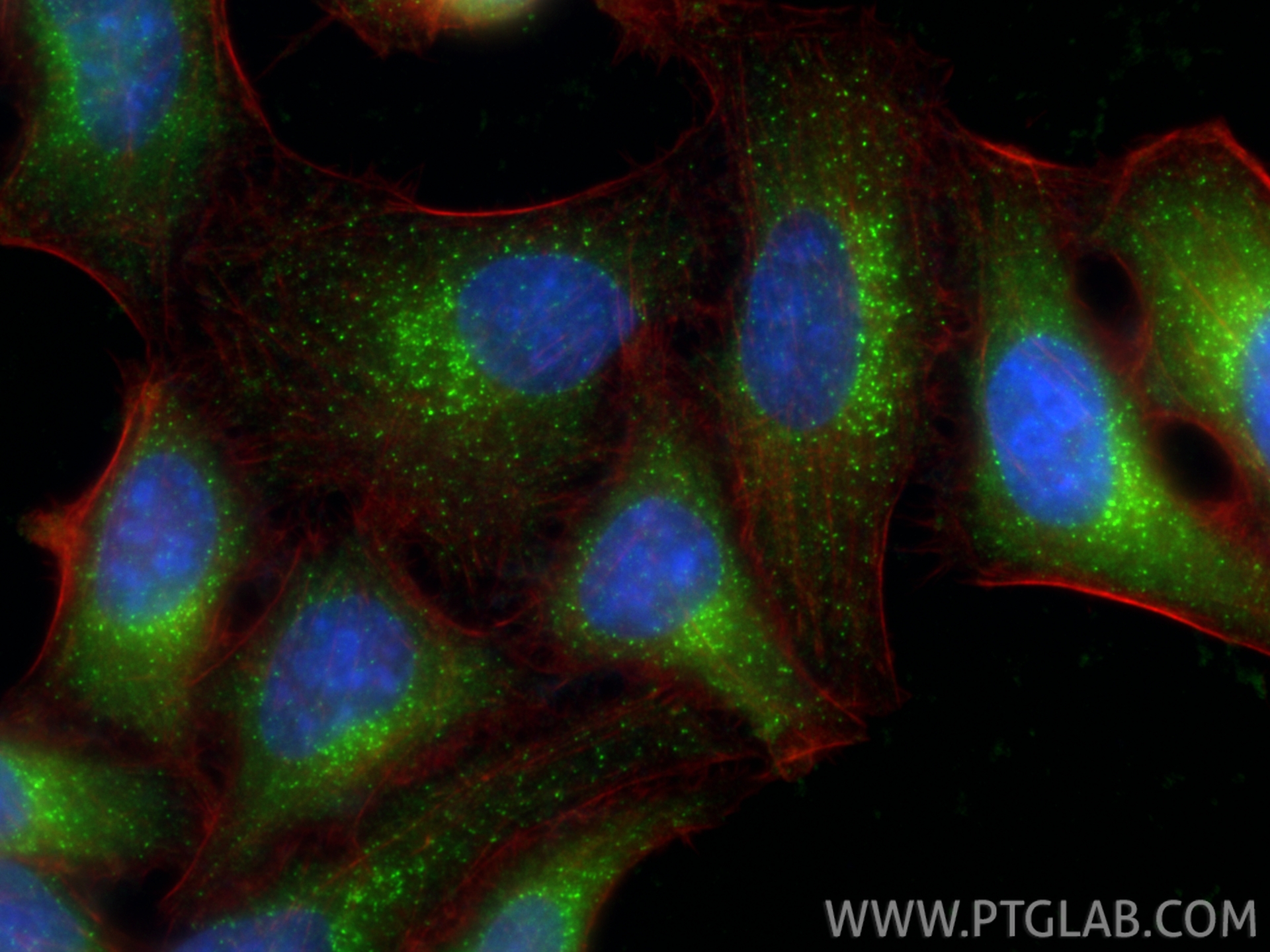 Immunofluorescent analysis of (-20°C Ethanol) fixed HepG2 cells using SEC13 antibody (15397-1-AP) at dilution of 1:1000 and CoraLite®488-Conjugated Goat Anti-Rabbit IgG(H+L) (<a class='green' href='/productredirect?CatalogNo=SA00013-2' target='_blank'>SA00013-2</a>), CL594-phalloidin (red). IF Staining of HepG2 using 15397-1-AP