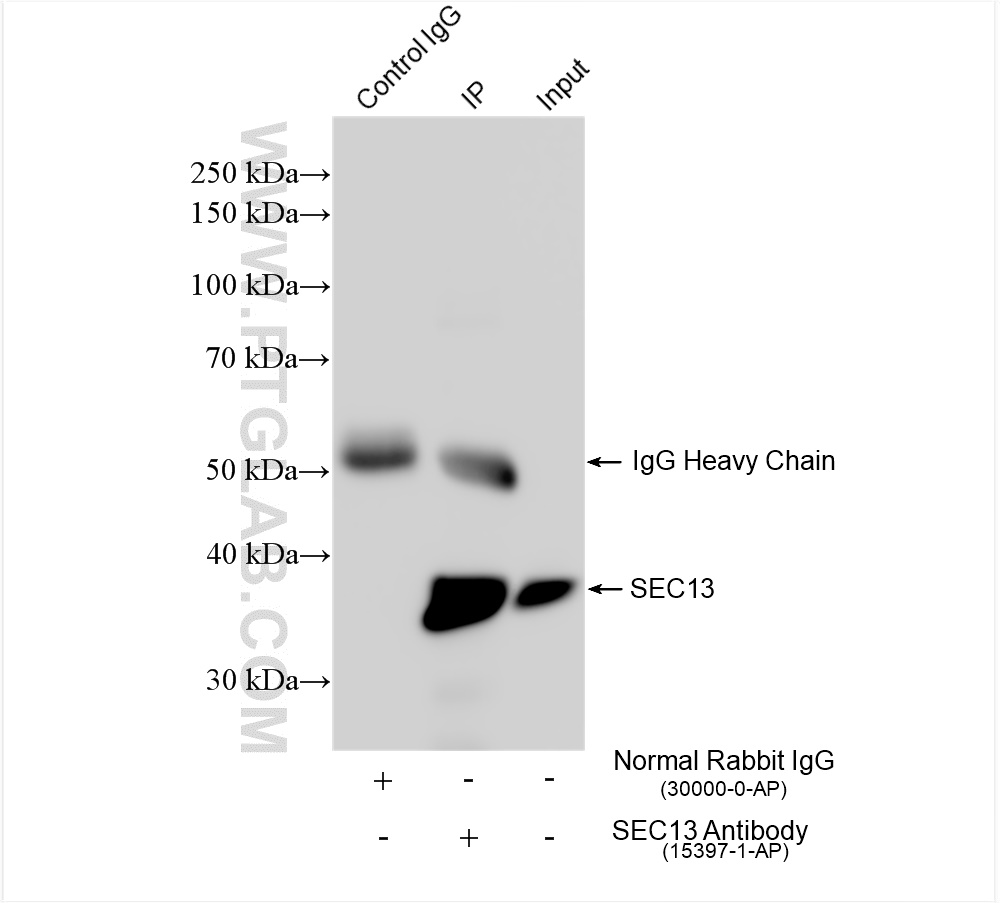 IP experiment of HepG2 using 15397-1-AP