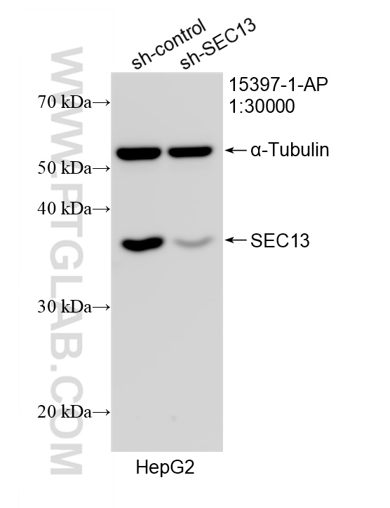 WB analysis of HepG2 using 15397-1-AP