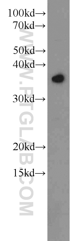 SEC13 Polyclonal antibody