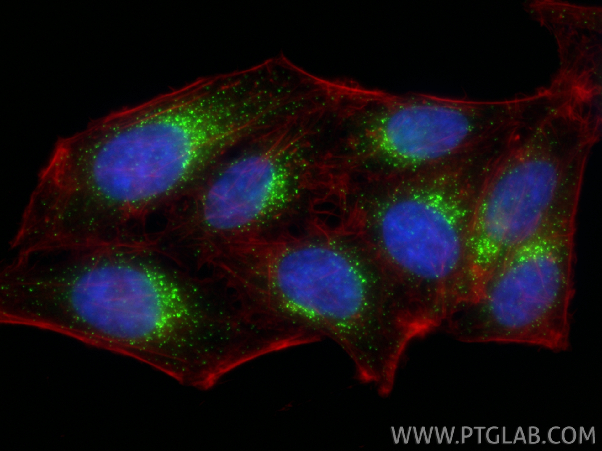 Immunofluorescent analysis of (4% PFA) fixed HepG2 cells using SEC13 antibody (85110-4-RR, Clone: 242775C3 ) at dilution of 1:1000 and CoraLite®488-Conjugated Goat Anti-Rabbit IgG(H+L) (<a class='green' href='/productredirect?CatalogNo=SA00013-2' target='_blank'>SA00013-2</a>), CL594-phalloidin (red). IF Staining of HepG2 using 85110-4-RR