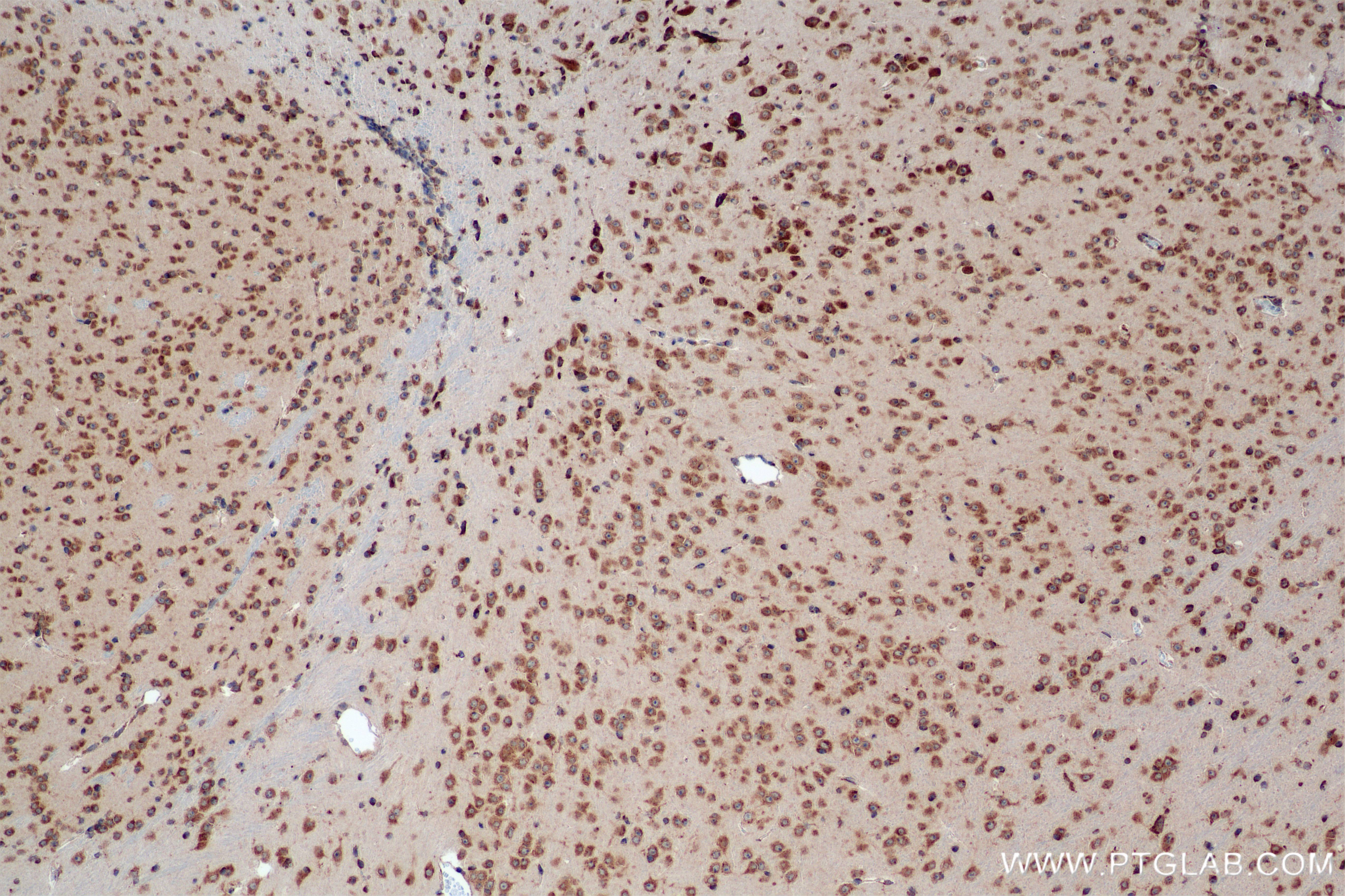Immunohistochemical analysis of paraffin-embedded mouse brain tissue slide using 85110-4-RR (SEC13 antibody) at dilution of 1:800 (under 10x lens). Heat mediated antigen retrieval with Tris-EDTA buffer (pH 9.0). IHC staining of mouse brain using 85110-4-RR