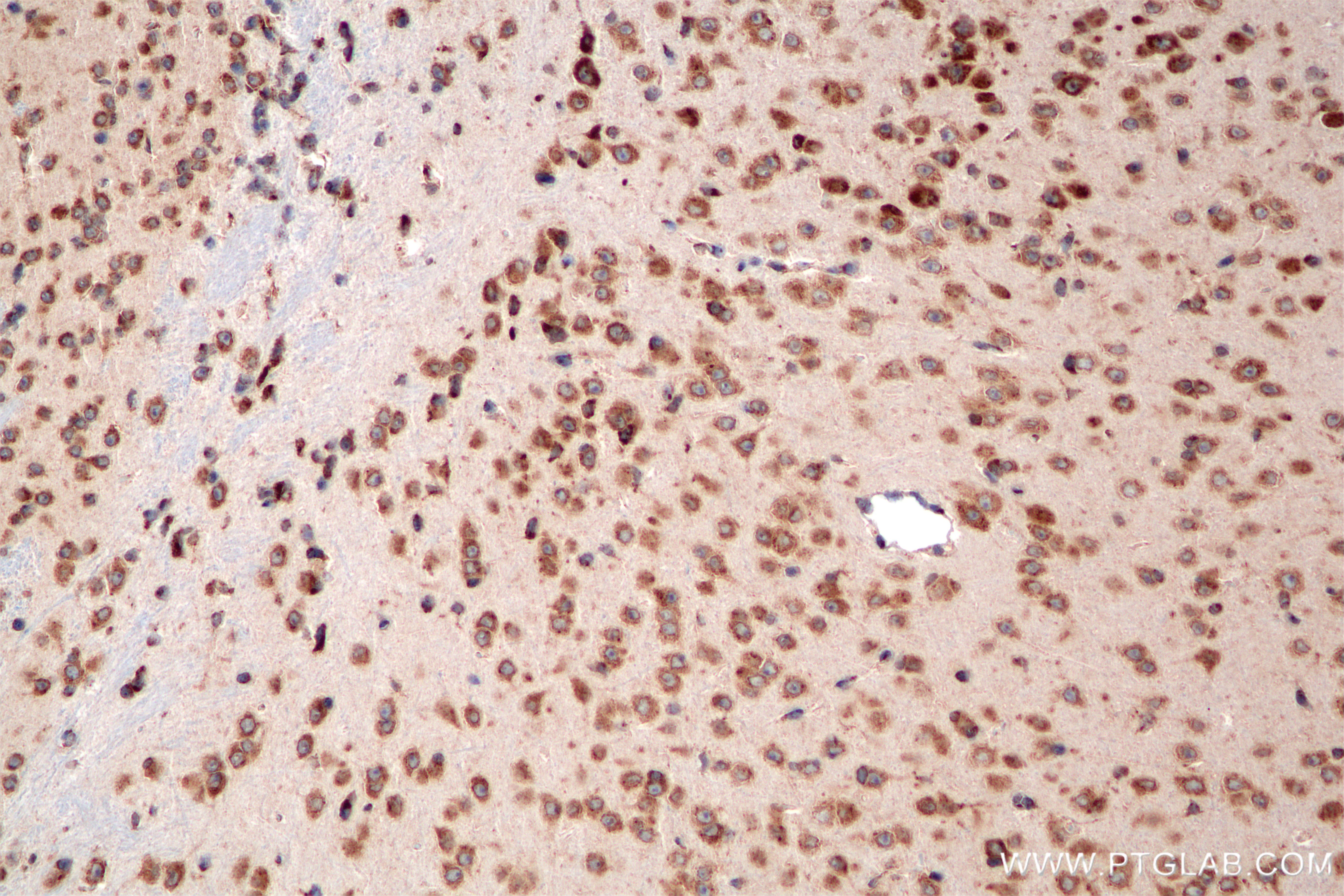 Immunohistochemical analysis of paraffin-embedded mouse brain tissue slide using 85110-4-RR (SEC13 antibody) at dilution of 1:800 (under 20x lens). Heat mediated antigen retrieval with Tris-EDTA buffer (pH 9.0). IHC staining of mouse brain using 85110-4-RR